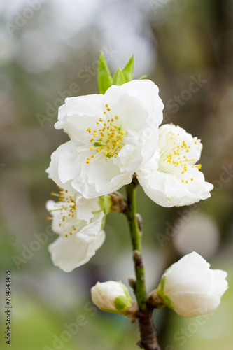 花桃の白い花