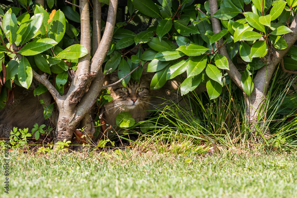 Beautiful siberian cat in a garden, playing on the grass green