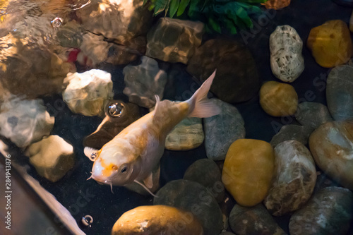 Koi, Karpfen schwimmt in einem Becken mit Steinen photo