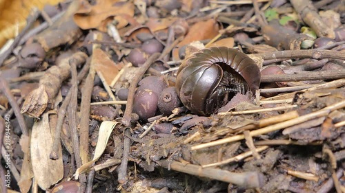 Pill millipede (Glomeris marginata) curled and unfurling from defensive position in tropical rain forest. photo