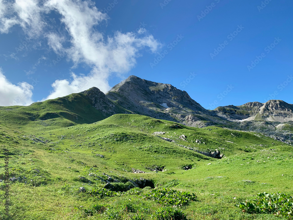 Abkhazia, plateau Arabica and mountain Arabica in summer day