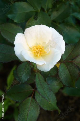 Memorial rose  Rosa wichuraiana . Another scientific name is Rosa luciae.