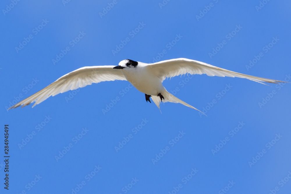 Naklejka premium White Fronted Tern in Australasia