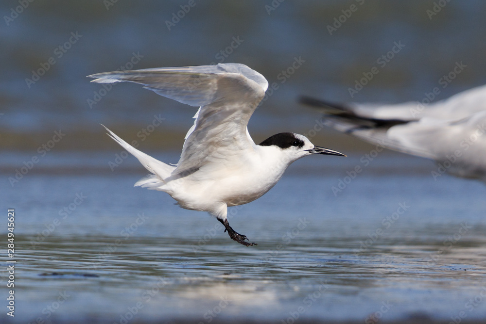 White Fronted Tern in Australasia White Fronted Tern in Australasia