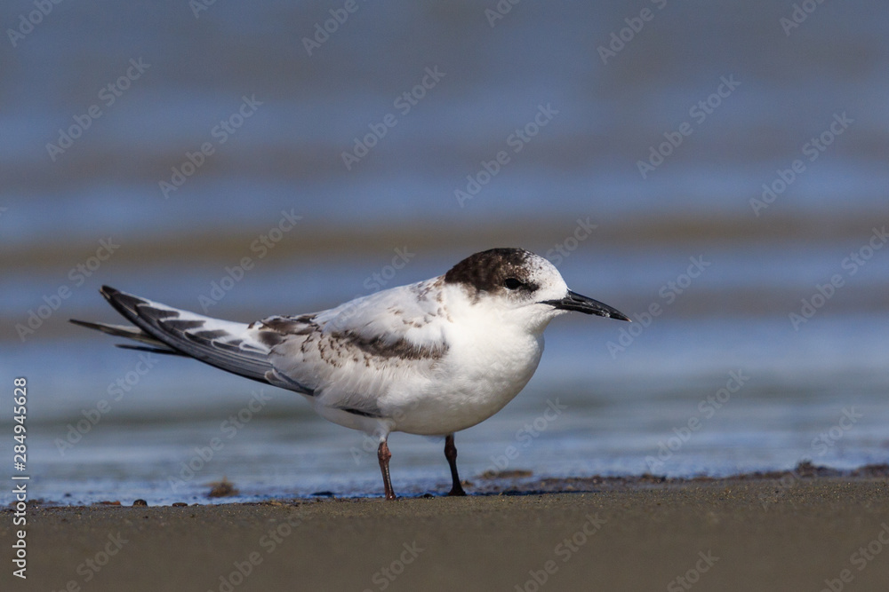 White Fronted Tern in Australasia White Fronted Tern in Australasia
