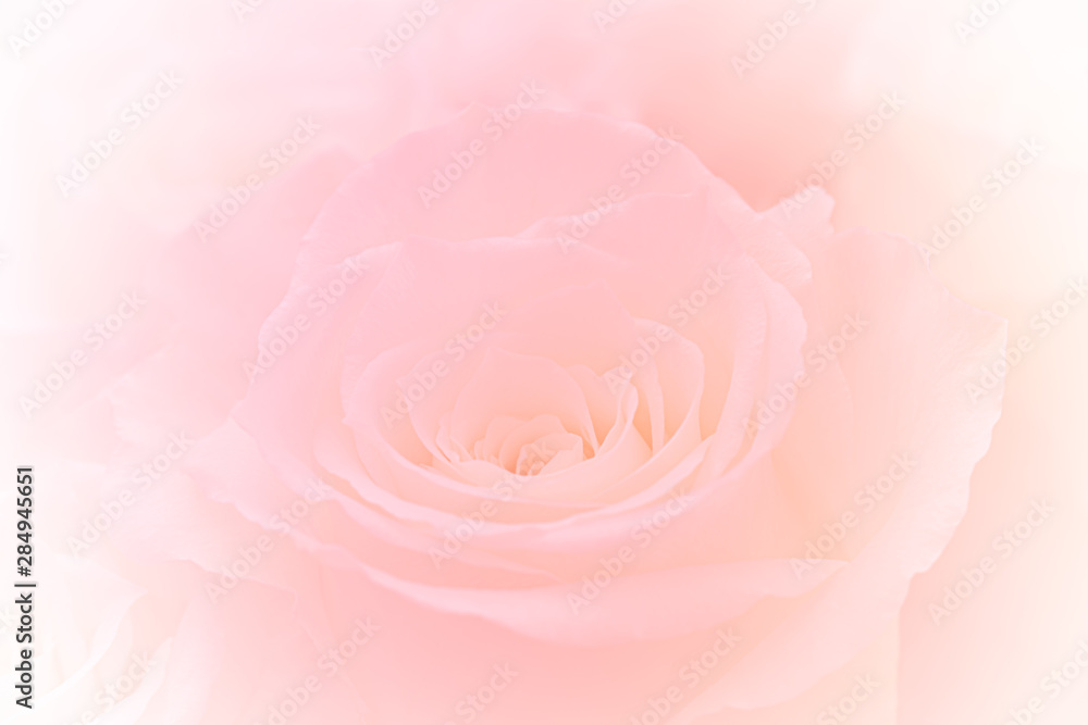 Pink Roses Flowers Bouquet on light pink background. soft filter. Pink Roses Flowers Bouquet on light pink background. soft filter.