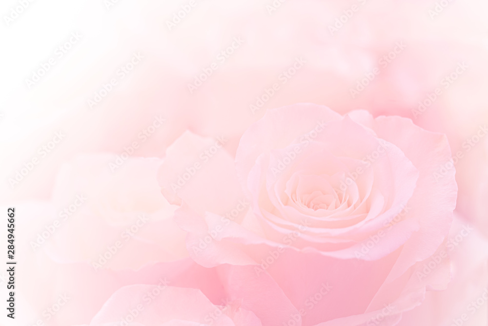 Pink Roses Flowers Bouquet on light pink background. soft filter. Stock ...
