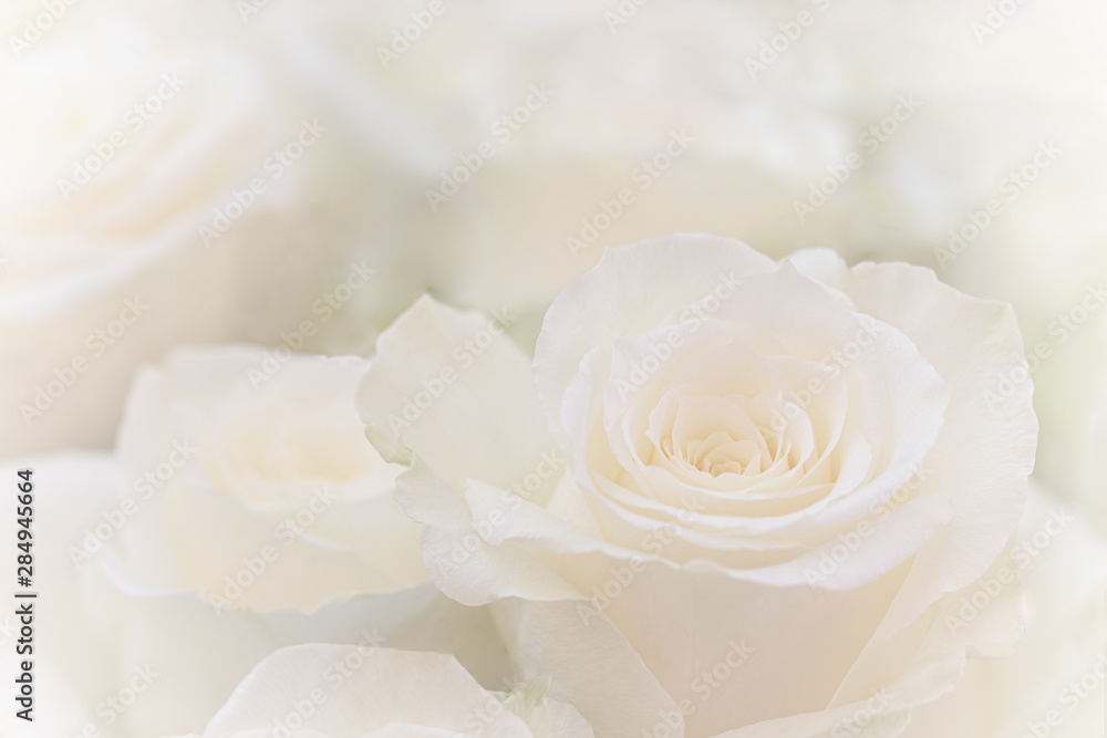 Close up of a beautiful white rose. Close up of a beautiful white rose.