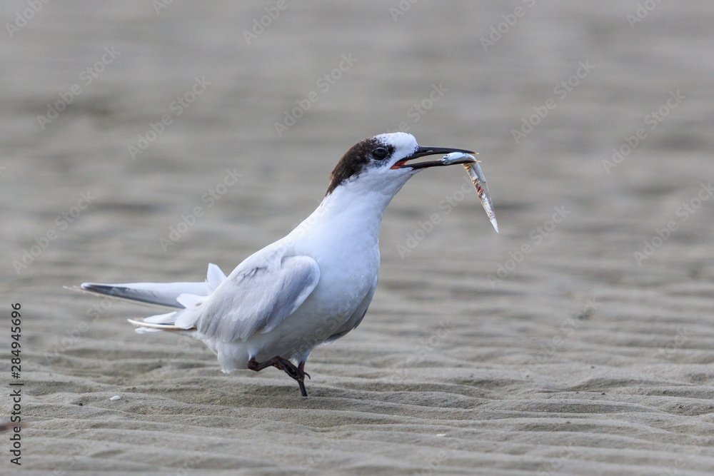 White Fronted Tern in Australasia White Fronted Tern in Australasia