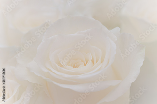 Close up of a beautiful white rose.