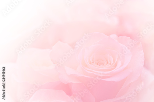 Pink Roses Flowers Bouquet on light pink background. soft filter.