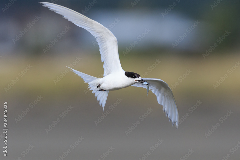 White Fronted Tern in Australasia White Fronted Tern in Australasia