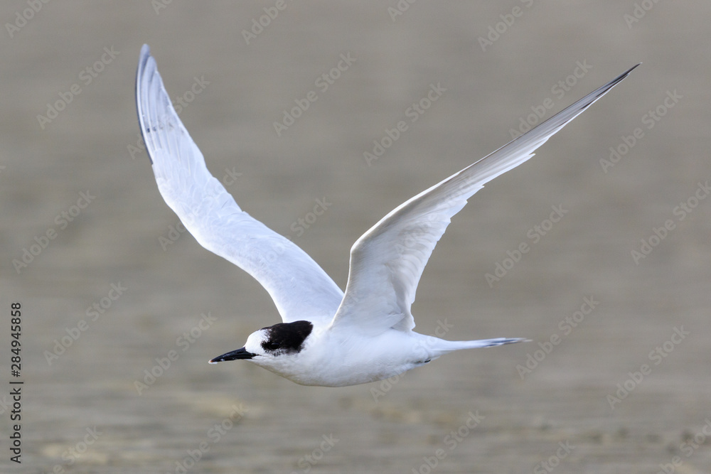 White Fronted Tern in Australasia White Fronted Tern in Australasia