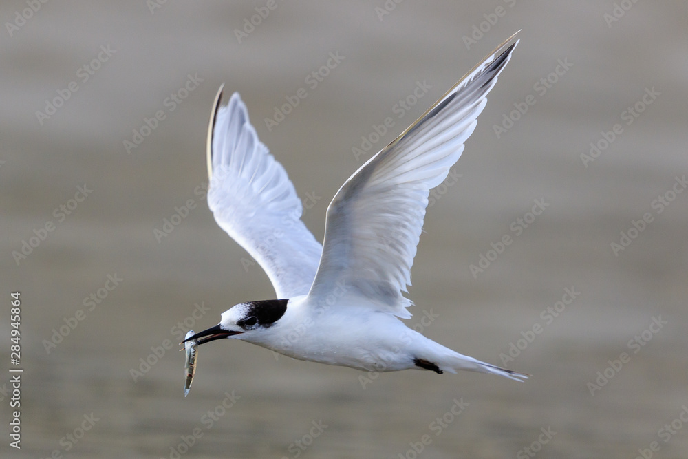 Fototapeta premium White Fronted Tern in Australasia