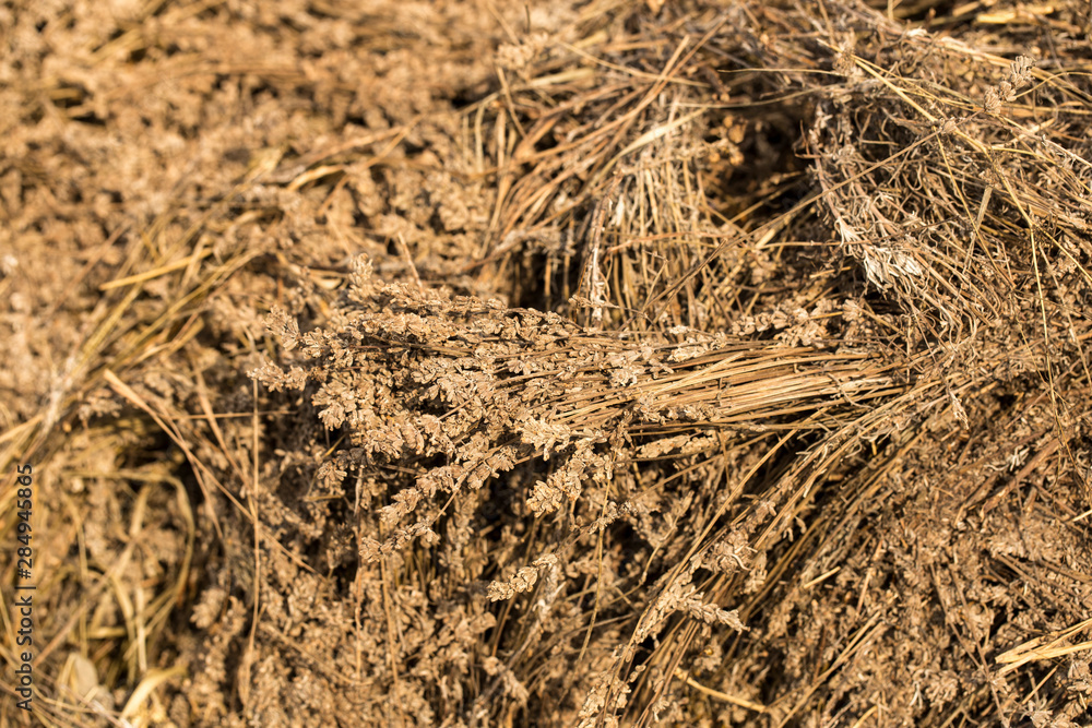 Piles of dried flowers. Lavandula - plant in the mint family, Lamiaceae. Bio waste of the perfume industry. Piles of dried flowers. Lavandula - plant in the mint family, Lamiaceae. Bio waste of the perfume industry.