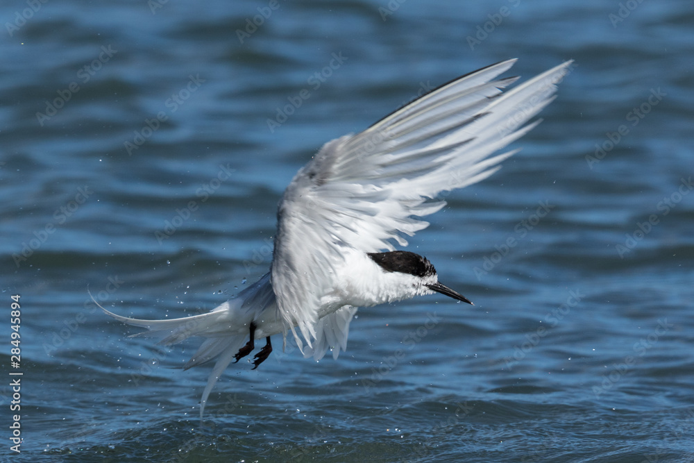 White Fronted Tern in Australasia White Fronted Tern in Australasia