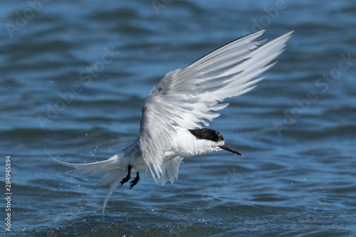 White Fronted Tern in Australasia