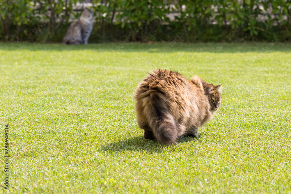 Fototapeta premium Beautiful siberian cat in a garden, playing on the grass green