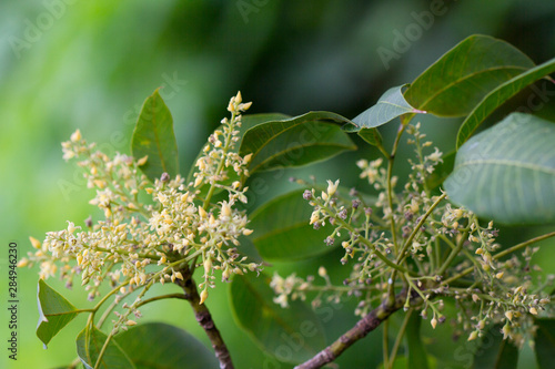 Rubber flowers (Hevea brasiliensis) and green leaves in garden. photo