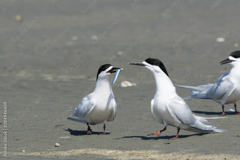 White Fronted Tern in Australasia White Fronted Tern in Australasia