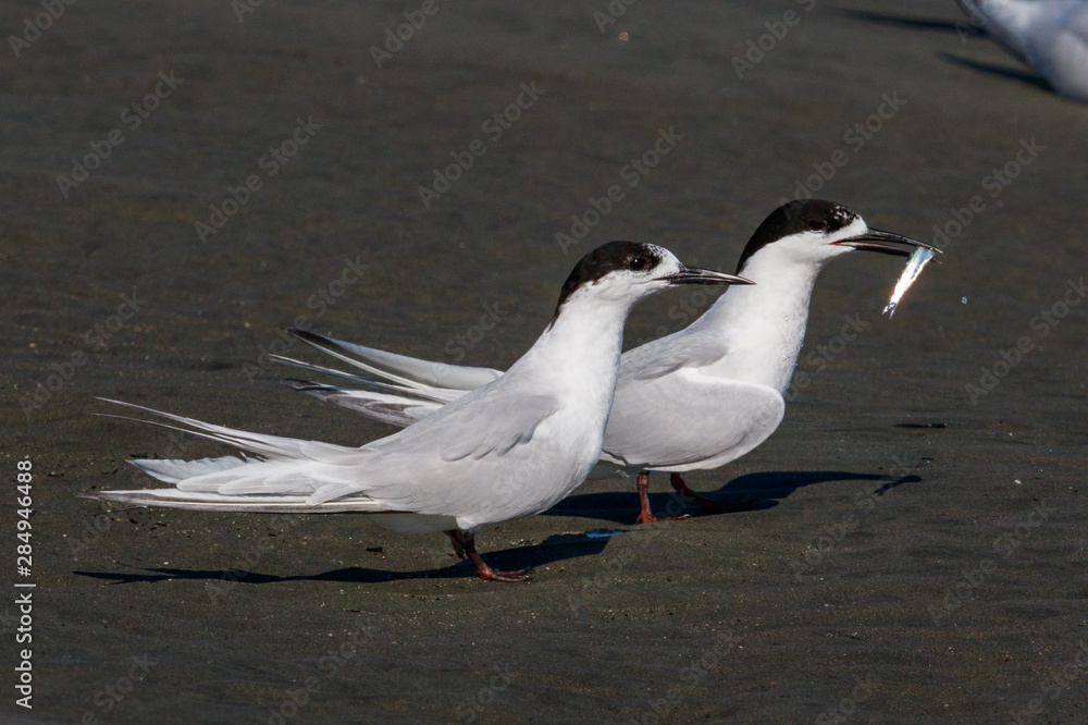 Obraz premium White Fronted Tern in Australasia