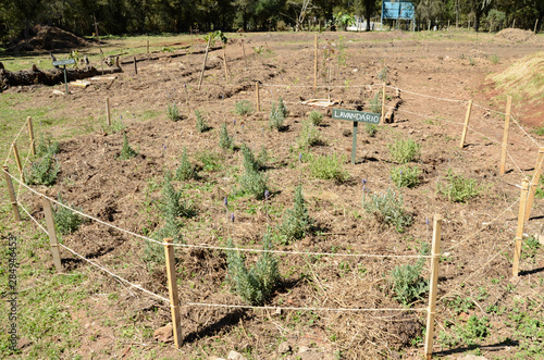 PARQUE DA LAGOINHA EM CAMPOS DO JORDÃO RECEBE UM NÚCLEO DO PROJETO PEACE. QUE POSSUÍ O INTUITO DE REFLORESTAR O AMBIENTE E TRAZER A EDUCAÇÃO AMBIENTAL AOS MORADORES DA CIDADE. photo