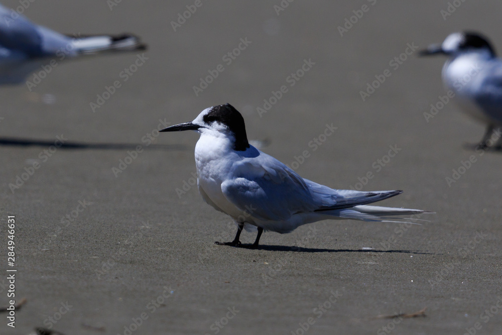 White Fronted Tern in Australasia White Fronted Tern in Australasia