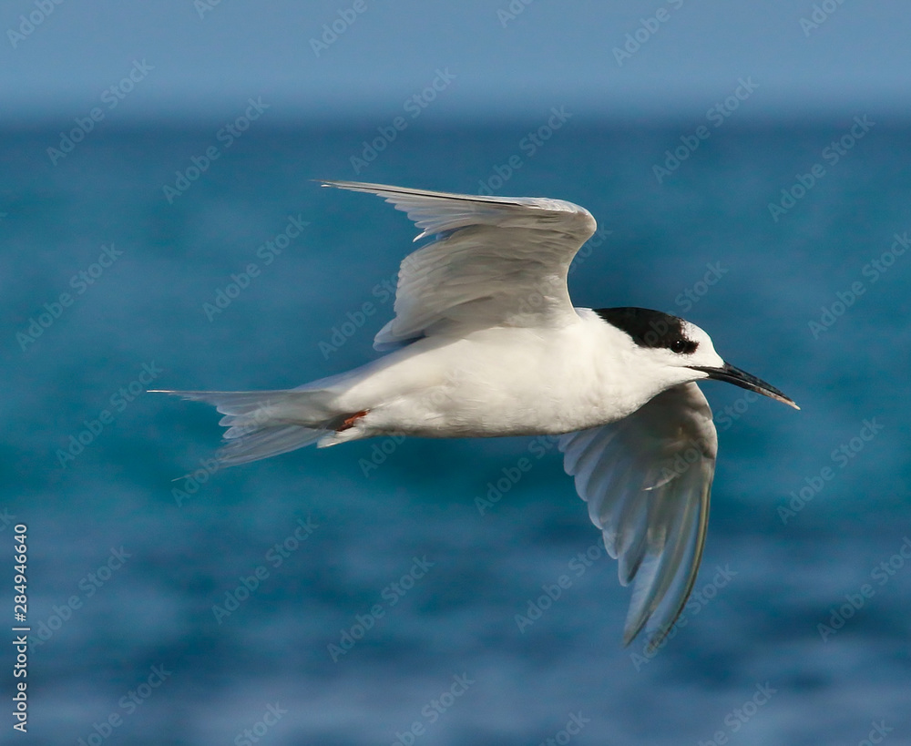 White Fronted Tern in Australasia White Fronted Tern in Australasia