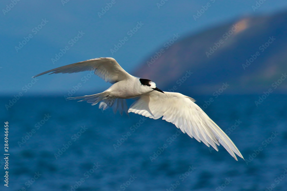 Obraz premium White Fronted Tern in Australasia