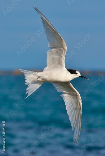Canvas Print White Fronted Tern in Australasia