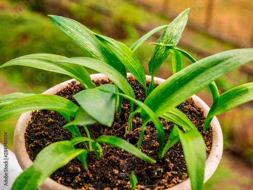 Ramsons (Allium ursinum). Known as Bear's Garlic, Wild Garlic, Broad-leaved Garlic, Wood Garlic - grown at home in a pot