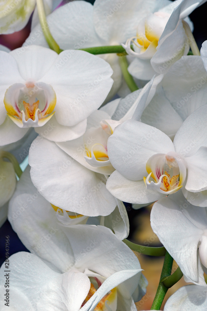 Moth orchid (Phalaenopsis x hybridus). Moth orchid (Phalaenopsis x hybridus).