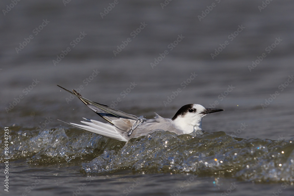 Fototapeta premium White Fronted Tern in Australasia