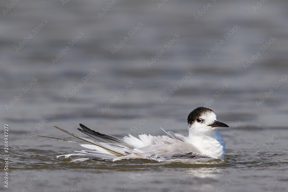 White Fronted Tern in Australasia White Fronted Tern in Australasia