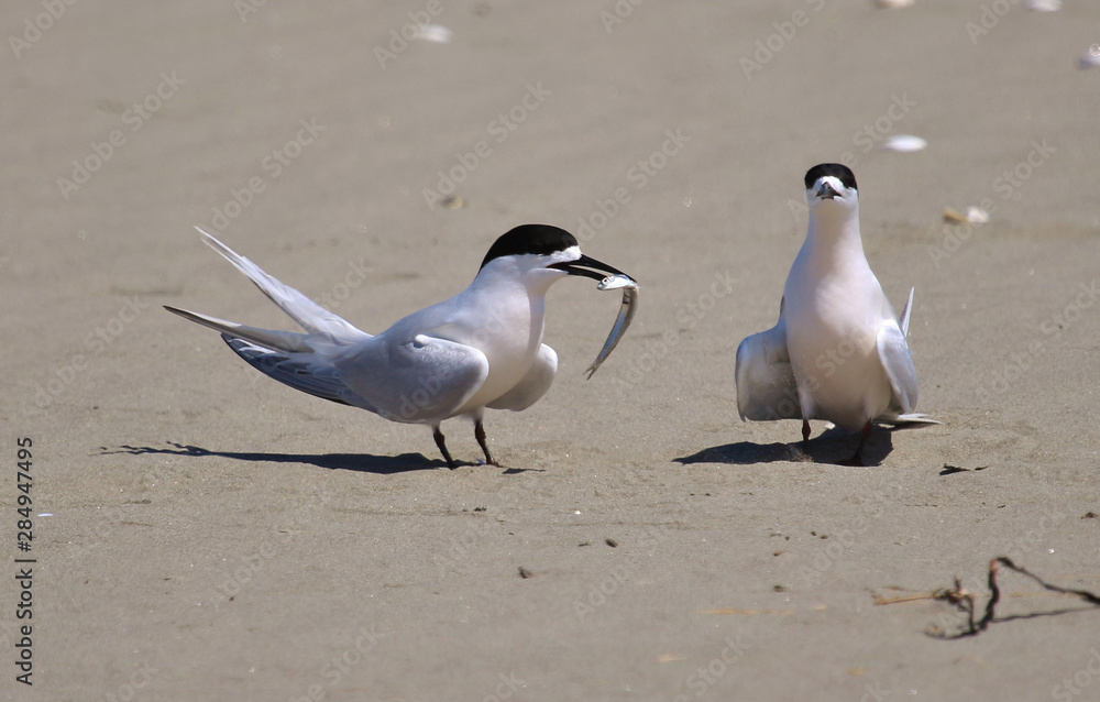 White Fronted Tern in Australasia White Fronted Tern in Australasia