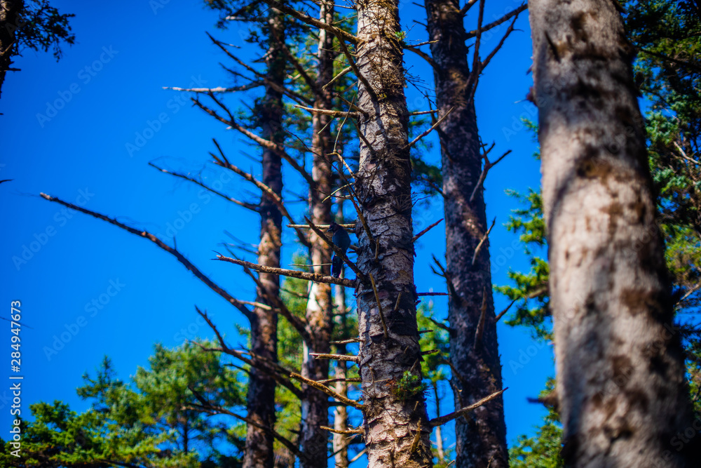 Fototapeta premium tree and sky