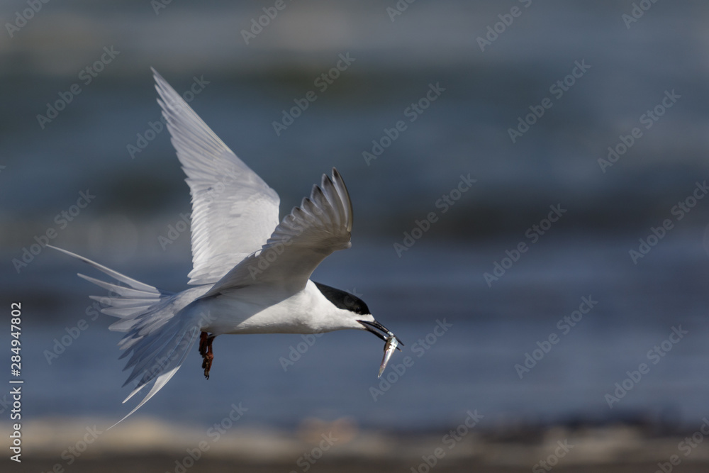 White Fronted Tern in Australasia White Fronted Tern in Australasia