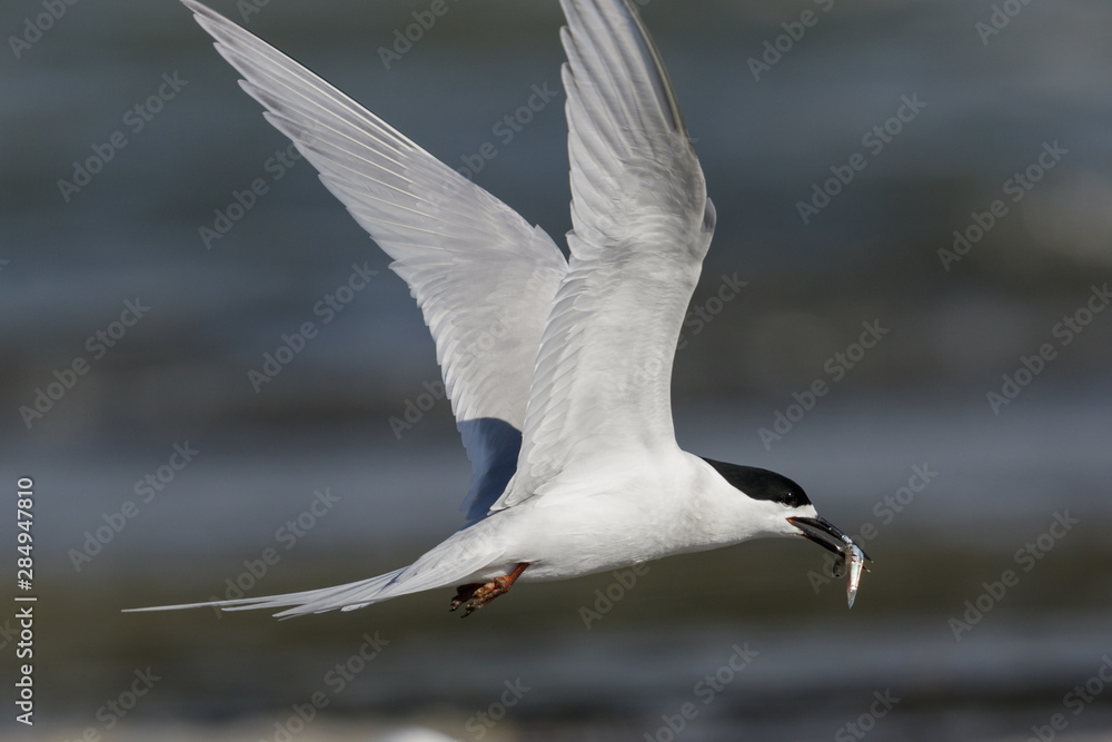 White Fronted Tern in Australasia White Fronted Tern in Australasia