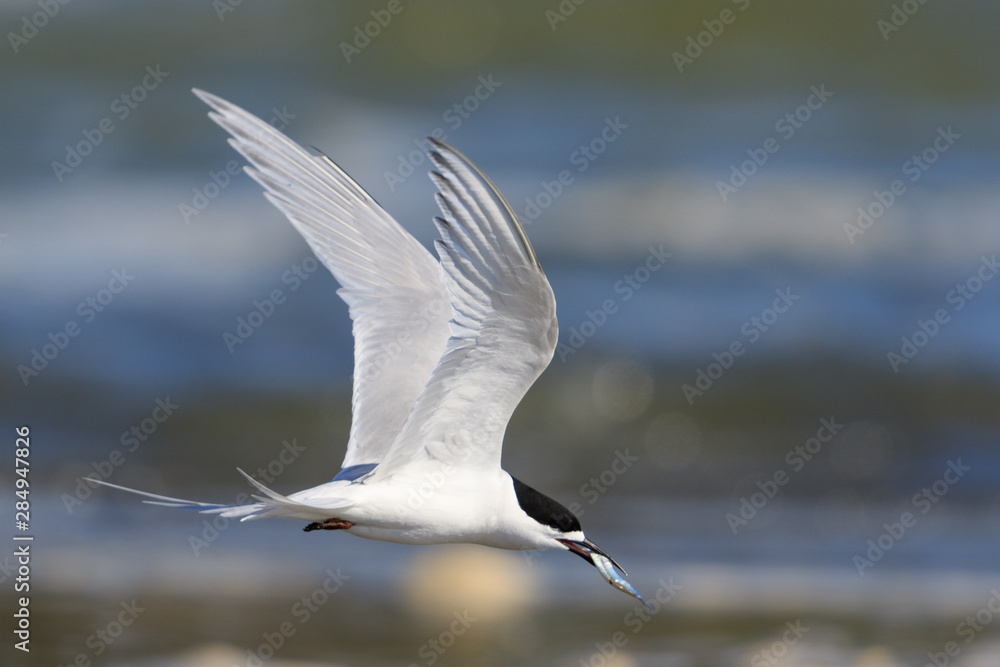 White Fronted Tern in Australasia White Fronted Tern in Australasia