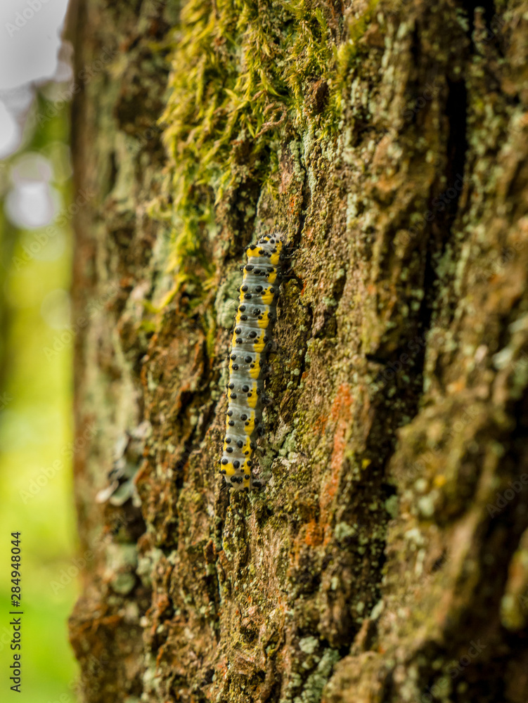 Caterpillar with black dots and yellow stripes. Toadflax/Brocade Moth (Calophasia lunula)