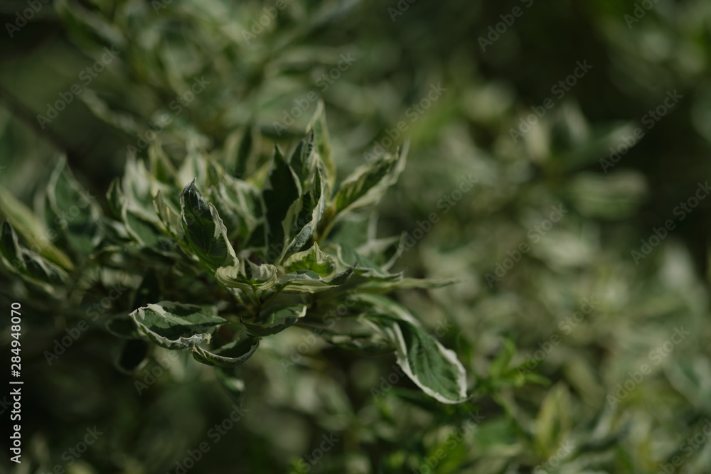 Juniper in he Garden