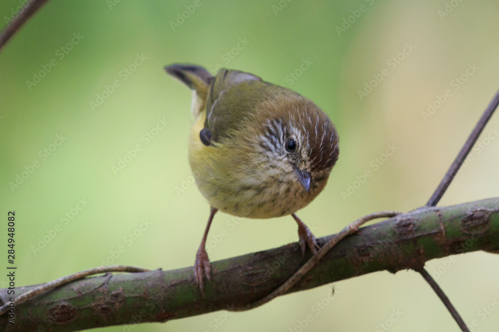 Fototapeta premium Striated Thornbill in Australia