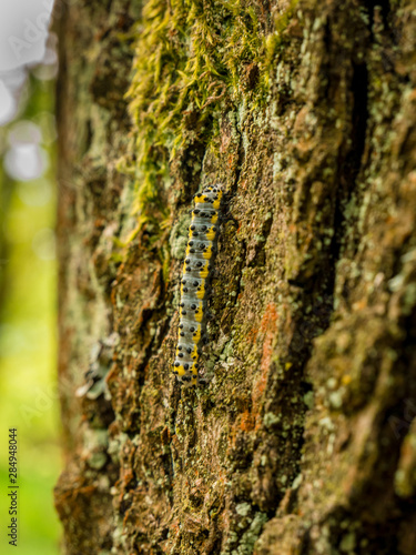 Caterpillar with black dots and yellow stripes. Toadflax/Brocade Moth (Calophasia lunula) photo