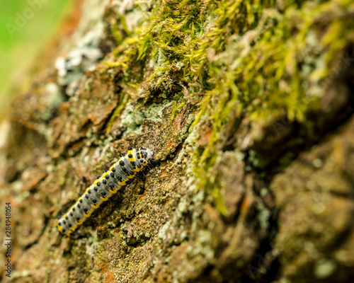 Caterpillar with black dots and yellow stripes. Toadflax/Brocade Moth (Calophasia lunula) photo