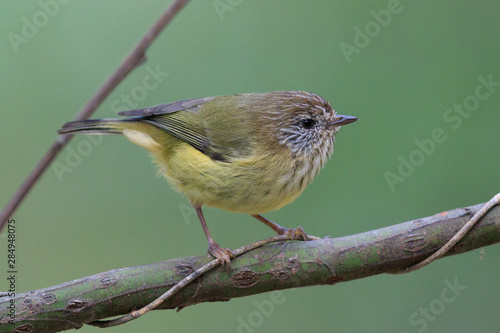 Striated Thornbill in Australia