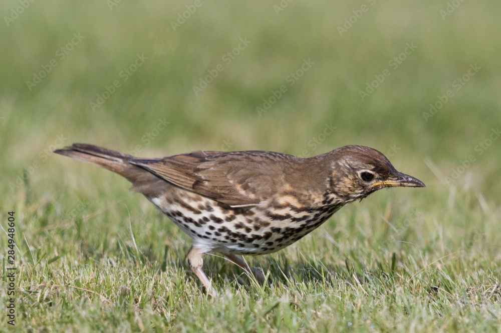 European Song Thrush European Song Thrush