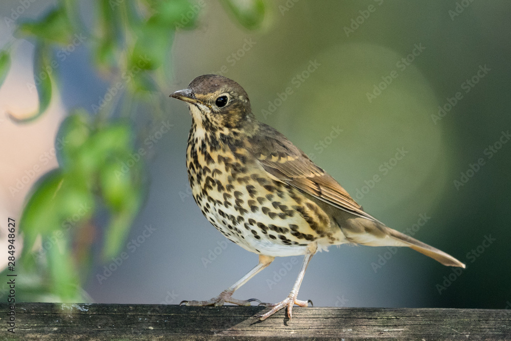 Fototapeta premium European Song Thrush