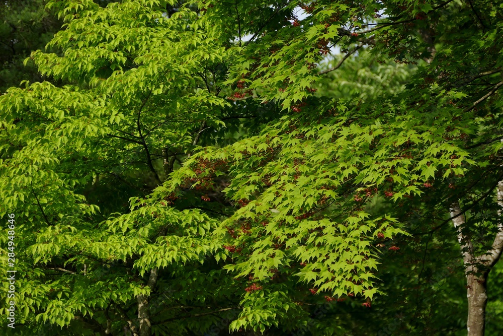 《角館の夏》秋田県仙北市 《角館の夏》秋田県仙北市