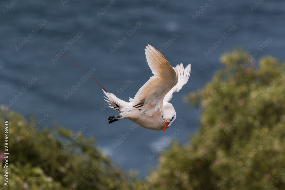 Red Tailed Tropicbird in Australia Red Tailed Tropicbird in Australia
