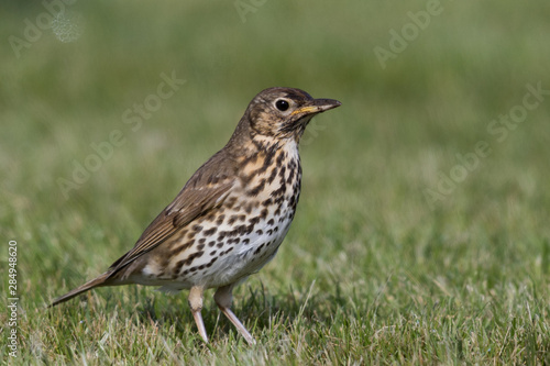 Wallpaper Mural European Song Thrush Torontodigital.ca